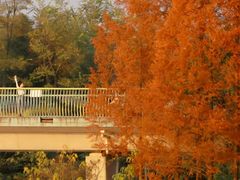 -白鹭湾湿地公园