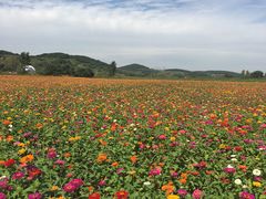 -莲花山花海