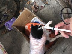 -猫咪博物馆(顶澳仔猫街店)