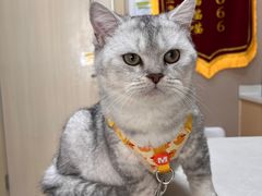 -瑞鹏宠物医院·超声·骨科·奇麟分院(蜀都万达店)