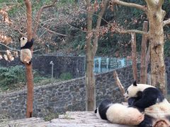 -都江堰中华大熊猫苑