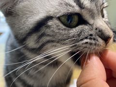 -藏猫猫咖啡主题馆(中央大道店)