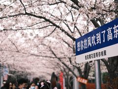 -高东镇樱花园