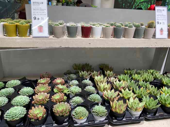 鹿岛园艺(朝天门来福士店)-"这应该是我最喜欢的一家鹿岛了,环境是真