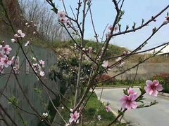 -华枫华元驾校(科技城校区)