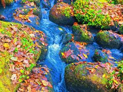 -五营红松林海景区