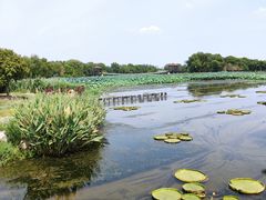 -荷塘月色湿地公园·向阳花洲