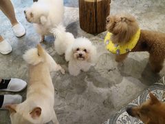 -more than meow吴止猫主题餐厅(承德 中船汇店)