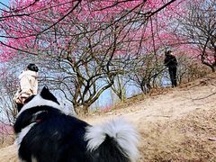 -新建村梅花