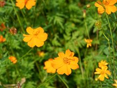 -洋湖国家湿地公园