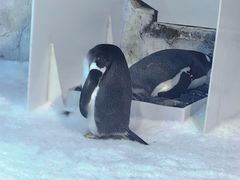 -芜湖新华联大白鲸海洋公园