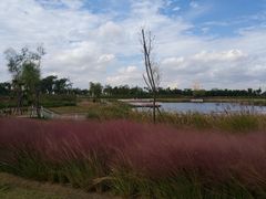 -春花秋色城市公园