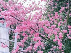 -洛龙公园