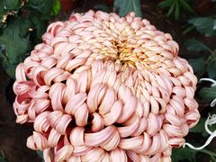 -燕郊植物园