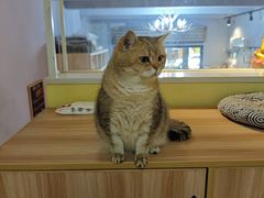 -Meowの猫咖(万家丽店)