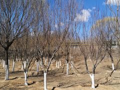 -永定河休闲森林公园