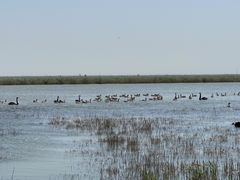 -南大港湿地风景区