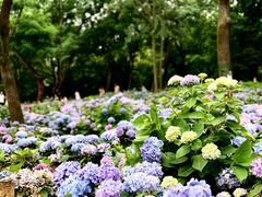 -上海共青森林公园