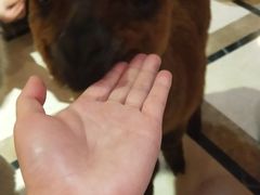 -猫色咖啡·猫咖