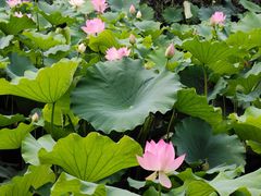 -桂湖森林公园