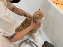 -momokira米努特·德文卷毛猫·棉花面纱犬