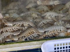 -常家活海鲜小吃(仅一家无分店)