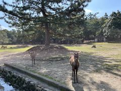 -奈良公园