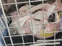 -芭比堂动物医院·CT·微创中心(新顺分院)