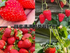 -大自然农场蔬菜草莓采摘园