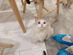 -楼上猫咖(罗湖店)