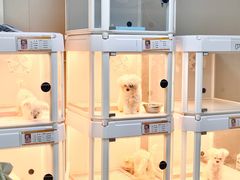 -翊宠yipet猫狗购宠庄园犬舍•猫舍