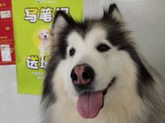 -艾吉宠物医院·疑难杂症转诊中心·猫友好(碧江路院)