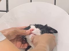 -钦宠·猫咪售卖·洗护·寄养(东圃旗舰店)
