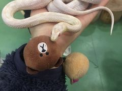 -藦茜花园宠物主题亲子互动体验馆(国顺东路店)