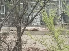 -石家庄市动物园