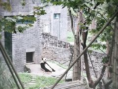 -都江堰中华大熊猫苑