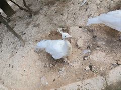 -泉州海丝野生动物世界