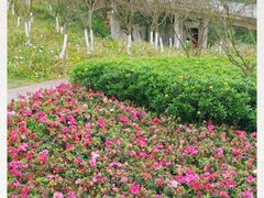 -铁山坪森林公园