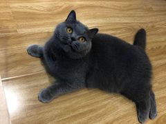 -啵啵喵·猫咖(攀华国际店)