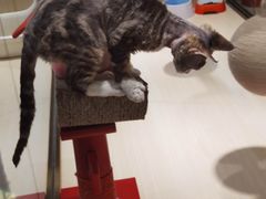 -momokira米努特·德文卷毛猫·棉花面纱犬