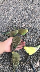 -萌宠亲子动物乐园(槐房万达店)