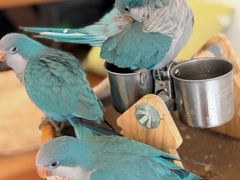 -吉丁鸟咖·异宠·寄养