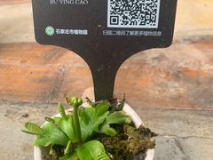 -石家庄市植物园