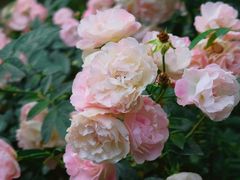 -人民公园(罗湖区)