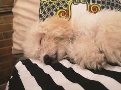 -more than meow吴止猫主题餐厅(承德 中船汇店)