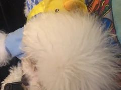 -more than meow吴止猫主题餐厅(承德 中船汇店)