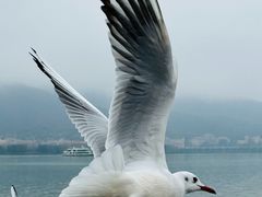 -海埂大坝