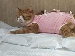 -北京观赏动物医院·24小时大型综合·猫专科·异宠专科