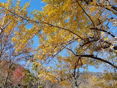 -千年银杏谷文化旅游区