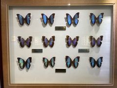 -上海昆虫博物馆